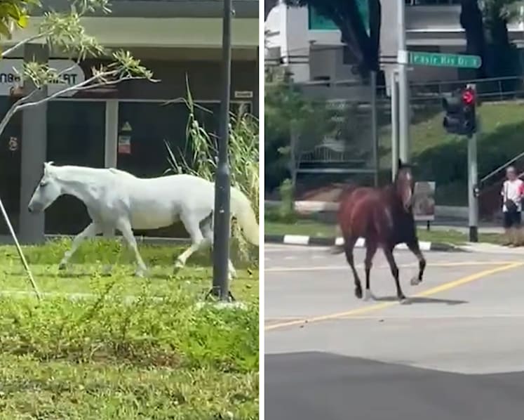 Police called in after two escaped horses spotted in Pasir Ris