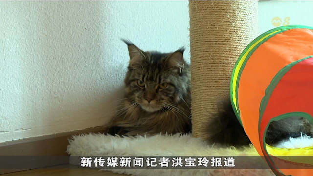 政府允许组屋住户养猫后 更多宠物主人为猫咪买保险