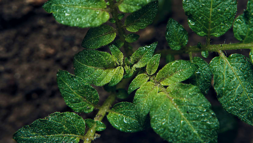 மண்வாசனை உருவாவது எப்படி?