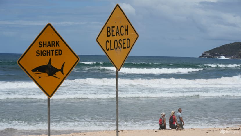 Drones spot sharks 73 times in two days off Sydney beaches