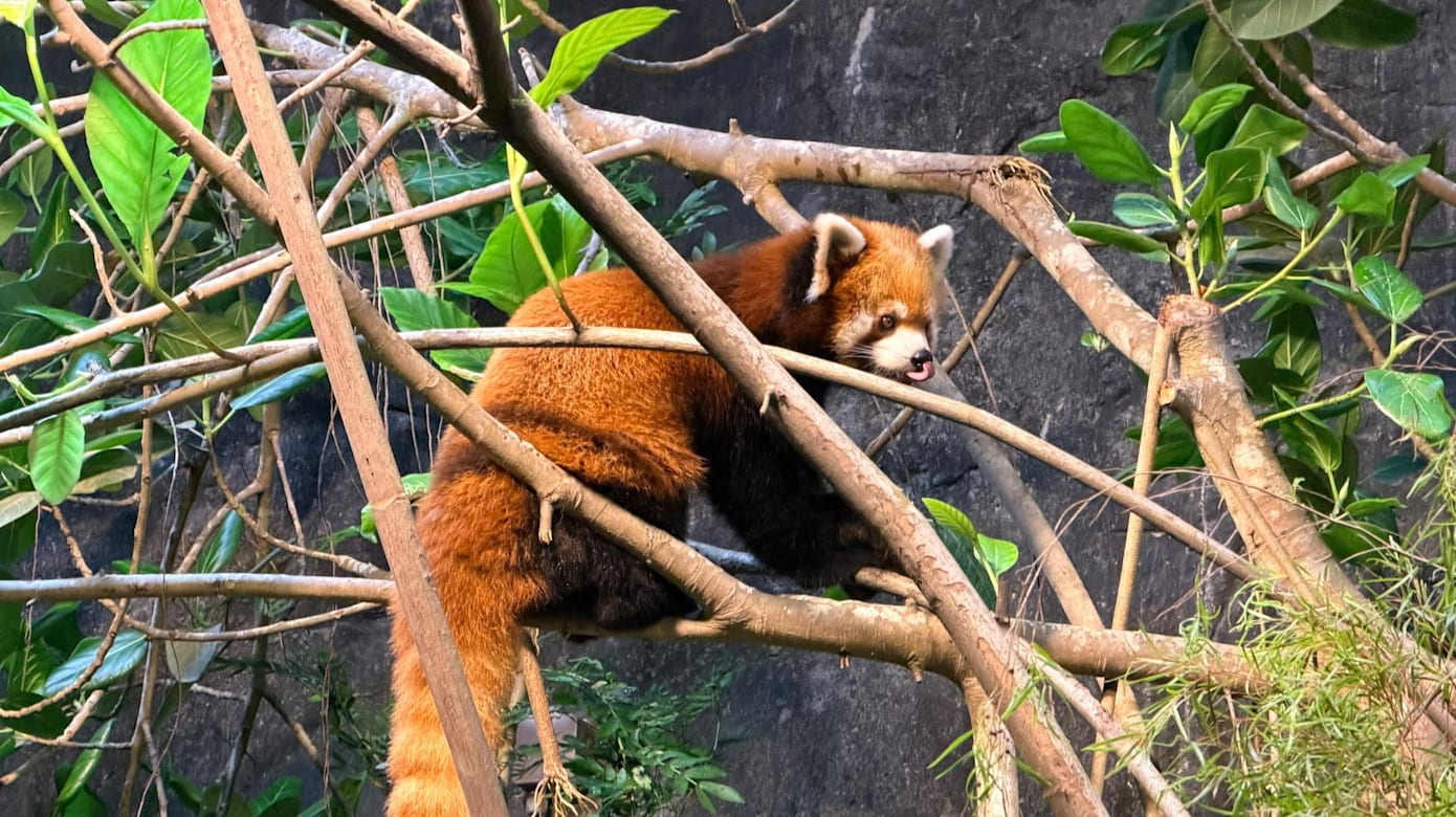 （图：Mandai Wildlife Group）