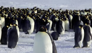Ice melt threatens emperor penguins during annual moult: Researchers
