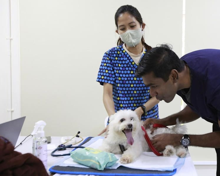 Should ‘pawrents’ be able to tap subsidies when pets fall ill? Vet, authorities weigh in