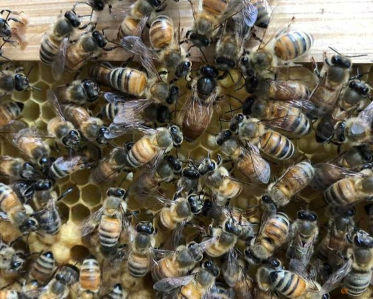 Worker bees build a 'royal palace' for the honeybee queen