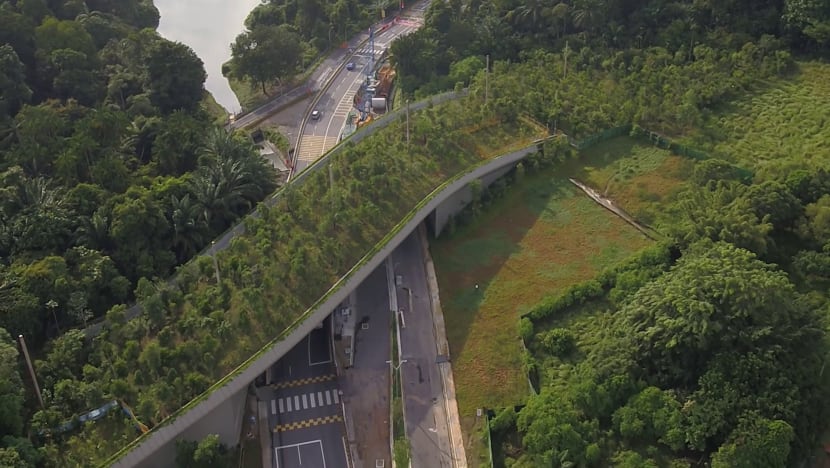 Mandai wildlife bridge: Rare sambar deer among nearly 70 species spotted using crossing