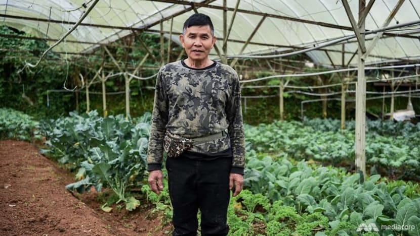 Where your veggies come from: Sweat and toil of a farmer in Cameron Highlands