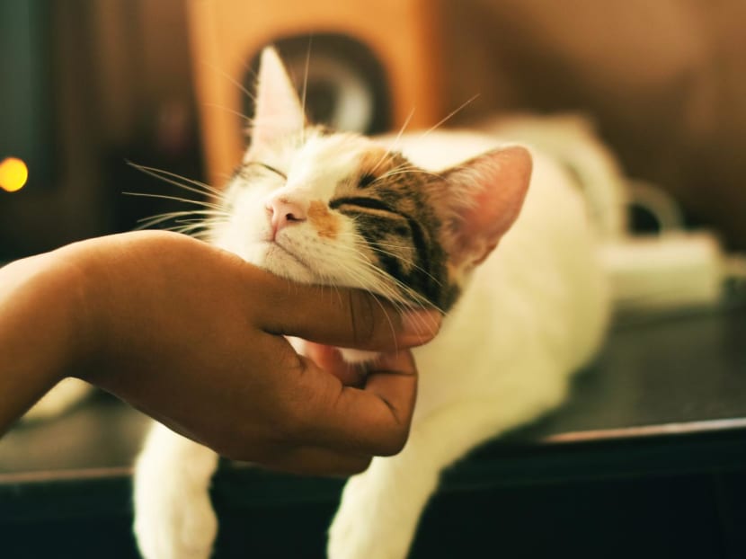 Commentary: Four ways to tell if your cat loves you — based on science Commentary: Four ways to tell if your cat loves you — based on science
