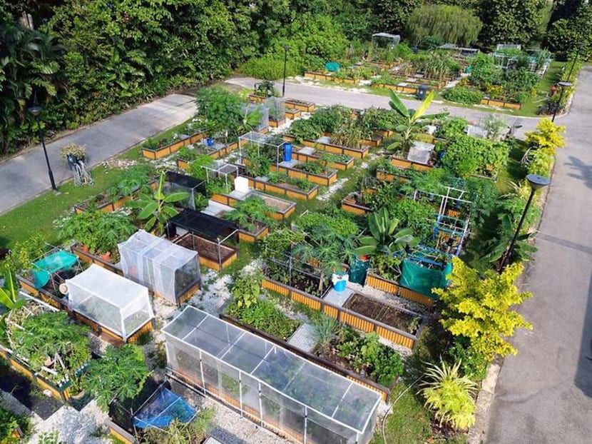 Commentary: Singaporeans are proving you can grow your vegetables and eat them too