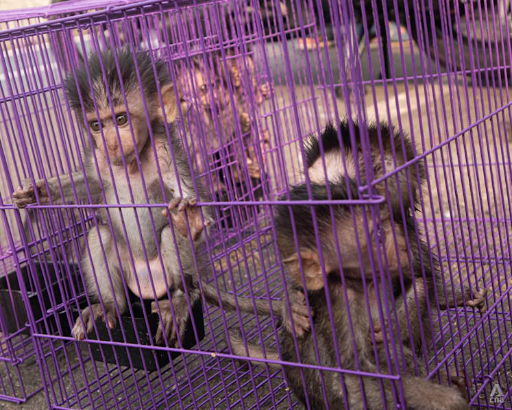 Indonesia’s renewed macaque export push pits research demand against conservation concerns