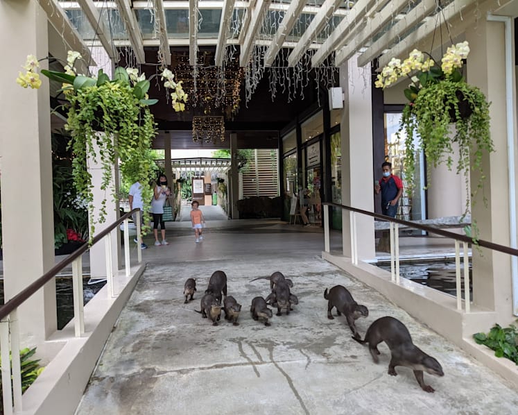 Can a bigger otter population in Singapore co-exist with people?