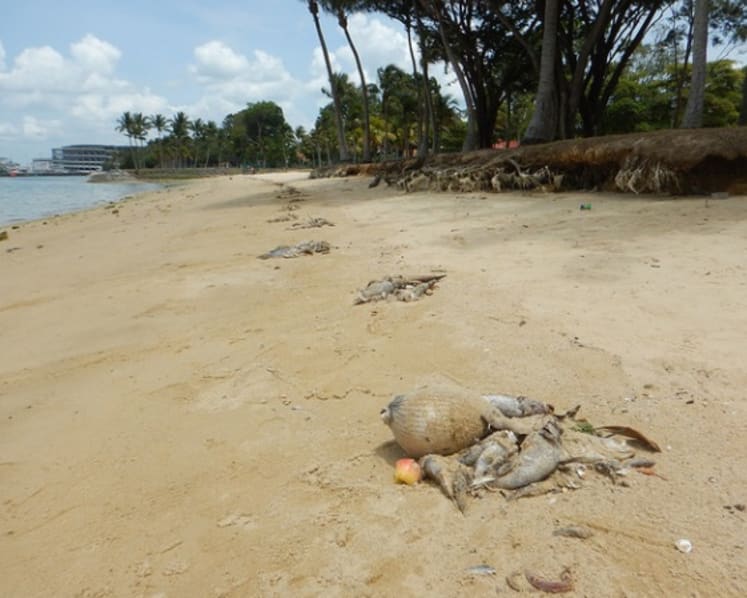 Up to 600 tonnes of fish lost to algal bloom: AVA