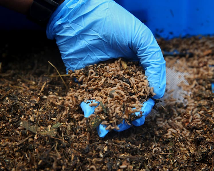 At Mandai zoo, these sex-crazed ‘soldiers’ are being studied to help process lion and tiger dung