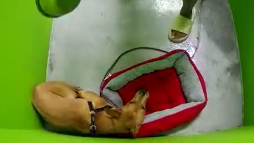 Dog abuse in viral video occurred several months ago; handler’s accreditation suspended: AVS