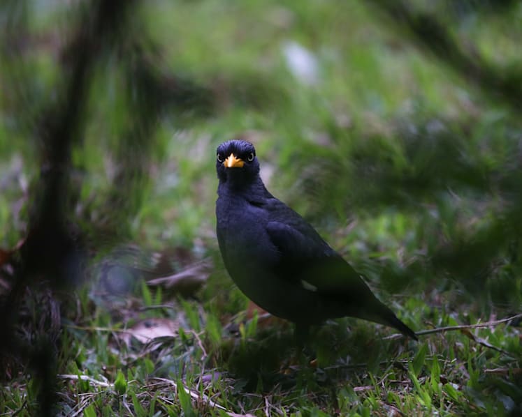 ‘Cacophony’ of mynah birds a headache for some Potong Pasir residents