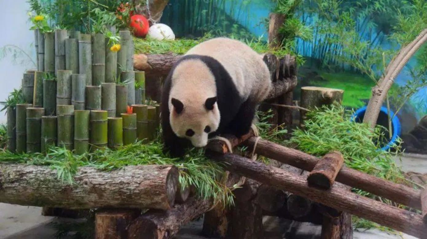 杭州两只大熊猫病逝 当局责令闭馆调查