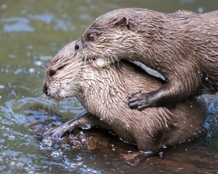Should wildlife be returned to the zoo?