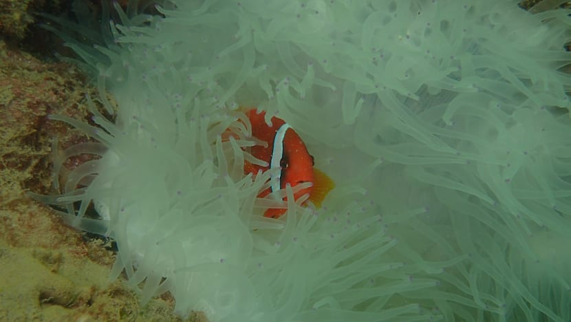 Coral bleaching forces closure of Sisters’ Island dive trails
