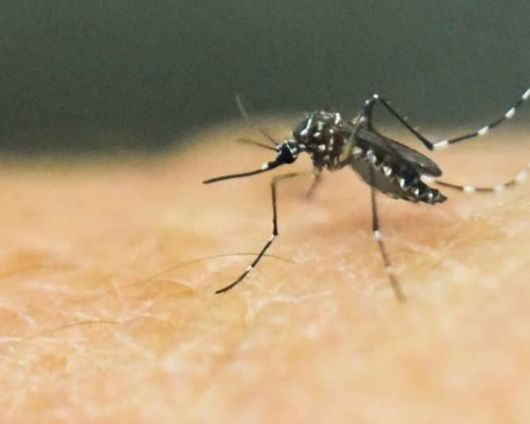 More dengue cases reported in Singapore, less common strain detected in more clusters