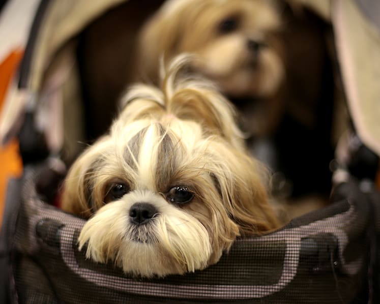 One-time licensing scheme for sterilised dogs to be introduced by end-2020