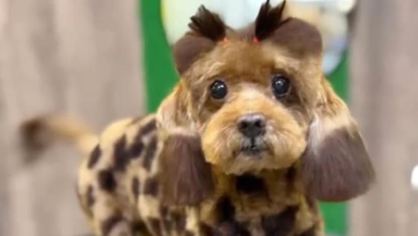 நாய்க் குட்டியா? ஒட்டகச்சிவிங்கிக் குட்டியா? - வித்தியாசமான ஒப்பனை 