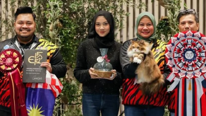 Kucing jalanan Malaysia dinobat juara dunia Kucing jalanan Malaysia dinobat juara dunia