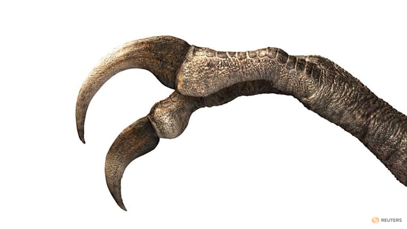 'Exquisite' fossil of one of the smallest dinosaurs found in Argentina