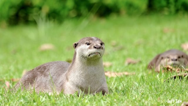 本地最老江獭 碧山水獭家族母亲过世 