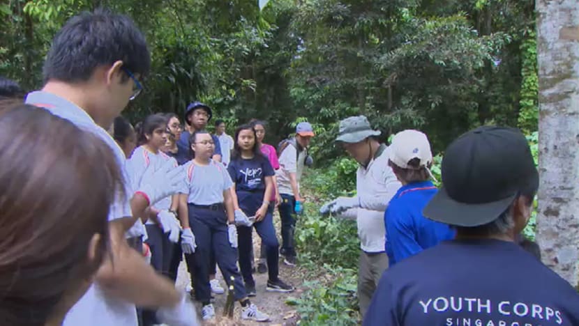 NParks umumkan usaha lestari hutan malar hijau S'pura