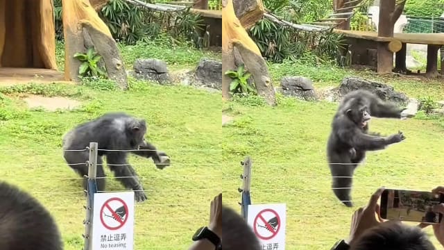 中国南宁动物园网红猩猩丢石块砸伤游客