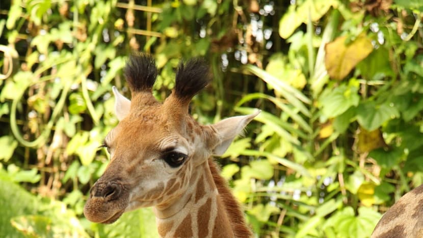 First giraffe calf in 28 years born at Singapore Zoo