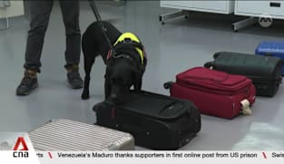 Illegal wildlife trade: NParks may deploy K9 unit at maritime ports to sniff out suspicious cargo 