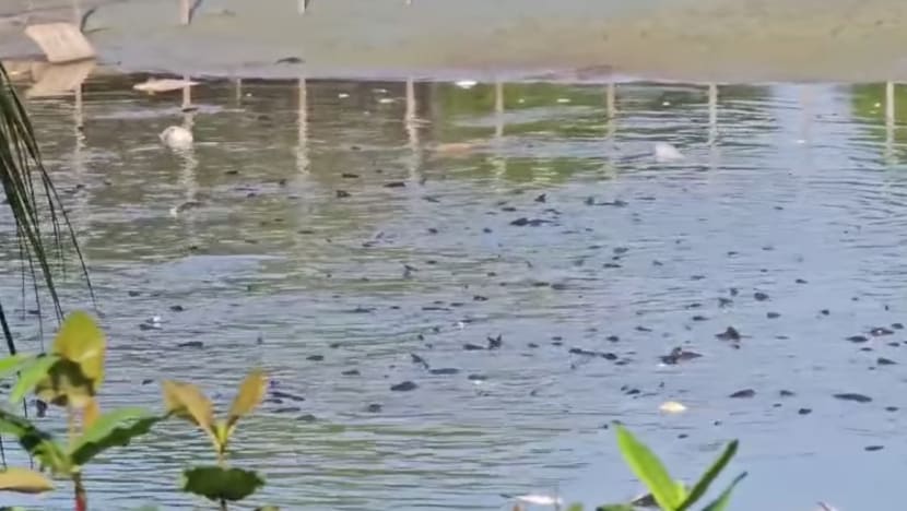 'Unusually low' water level at Yishun pond led to fish deaths, says HDB 'Unusually low' water level at Yishun pond led to fish deaths, says HDB