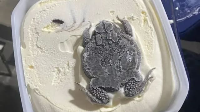 雪糕变“雪蛤糕”！“限量”口味冰淇淋太吓人