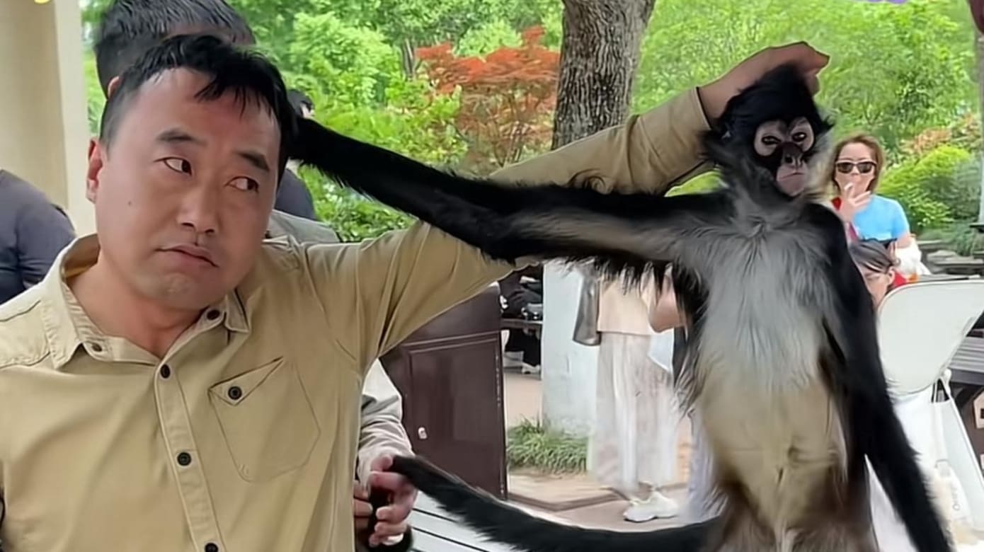 与饲养员互抓头发 上海动物园调皮猴爆红