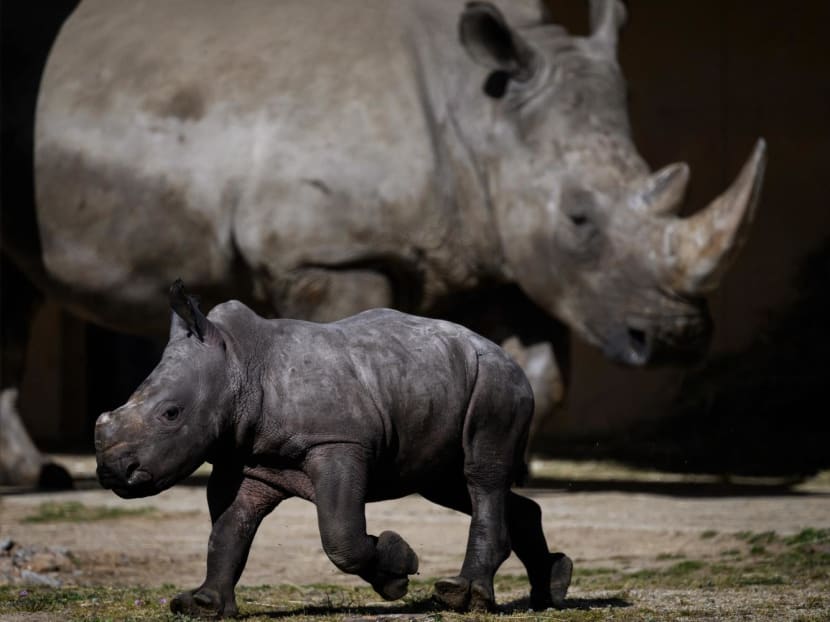 A young southern white rhinoceros walks with his mother in their enclosure at the wildlife park "Safari of Peaugres", south of Lyon, France, on March 22, 2023.