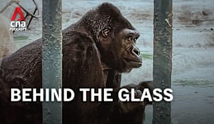 CNA Special - Bangkok’s Loneliest Gorilla: A mall for a home (Part 1)