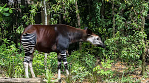 "Rainforest Wild Adventure" பூங்கா முழுமையாகத் திறக்கப்பட்டுள்ளது