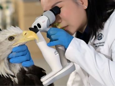 Singapore’s animal eye doctor whose patients include pets, an eagle and even a frog
