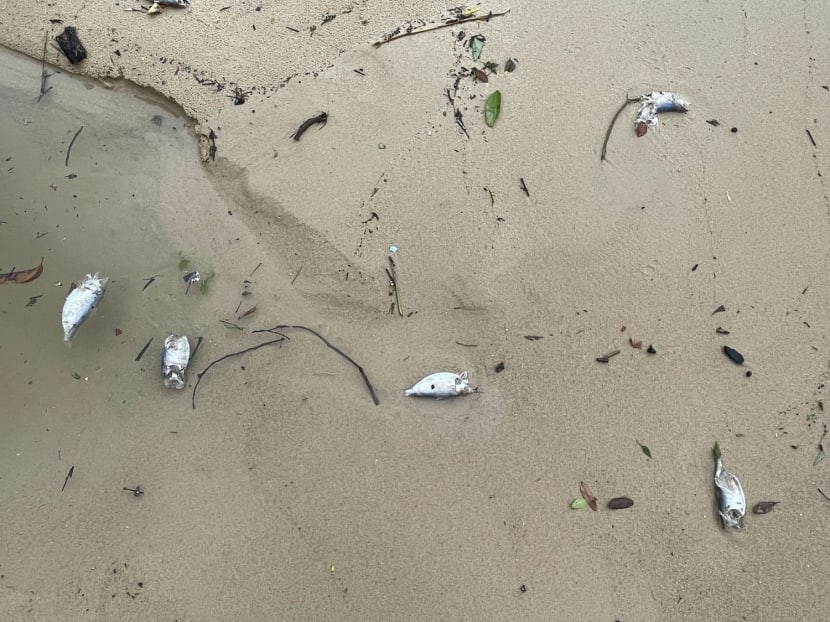 Dead fish that were washed ashore on Sembawang Beach on Jan 3, 2024.