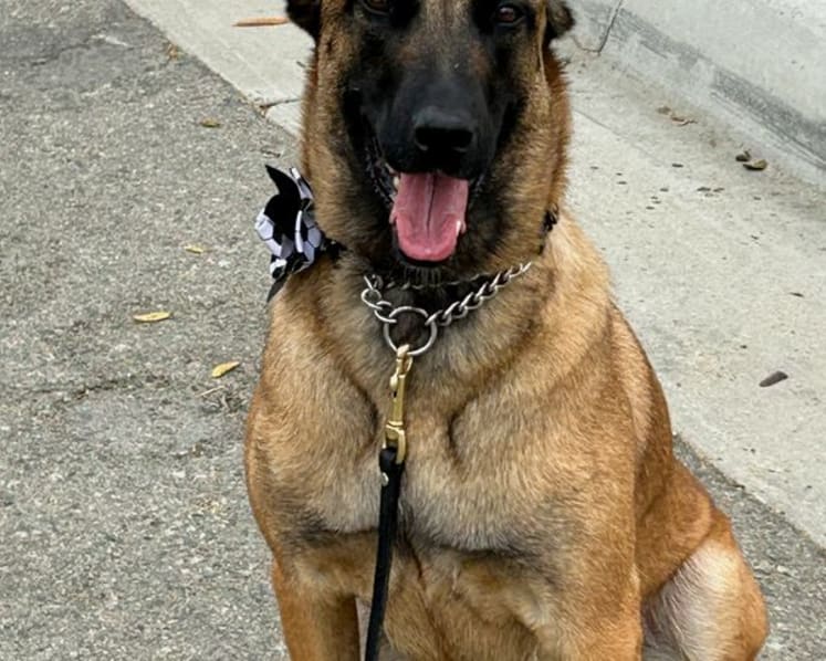 World Cup working dogs sniff out threats, send security signal