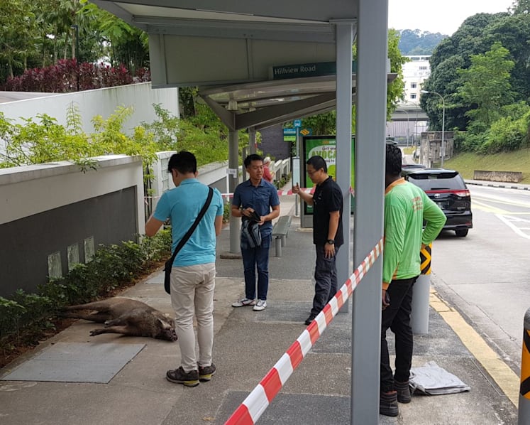 Man suffers cuts to legs after wild boar attack near Hillview condominium