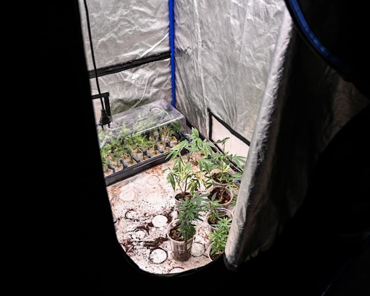 Thailand’s U-turn on recreational cannabis splits society, sparks anxiety and relief in both camps