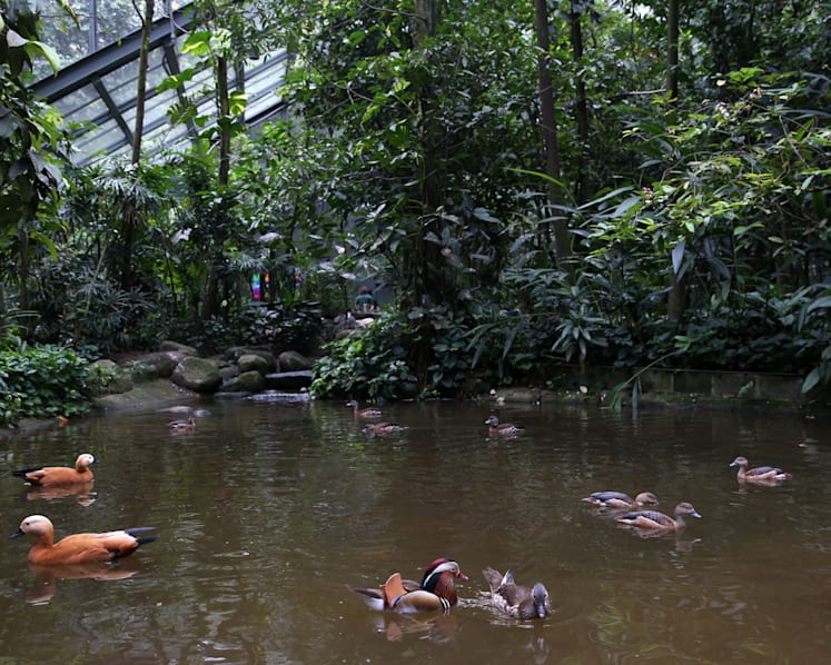 Rare Asian birds at Jurong Bird Park’s Wings of Asia aviary