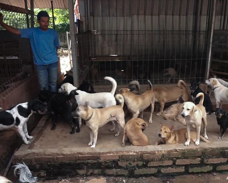 ‘Not trendy anymore’: As the pandemic eases, buyer’s remorse is fuelling dog abandonment in Indonesia