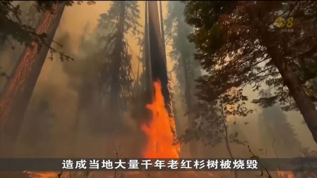 红杉树每年吸收大量二氧化碳 有利减缓气候变化