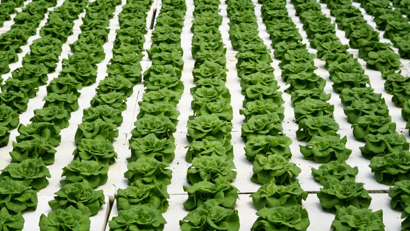  Penduduk berpendapatan rendah Pasir Ris bakal terima sayuran segar percuma