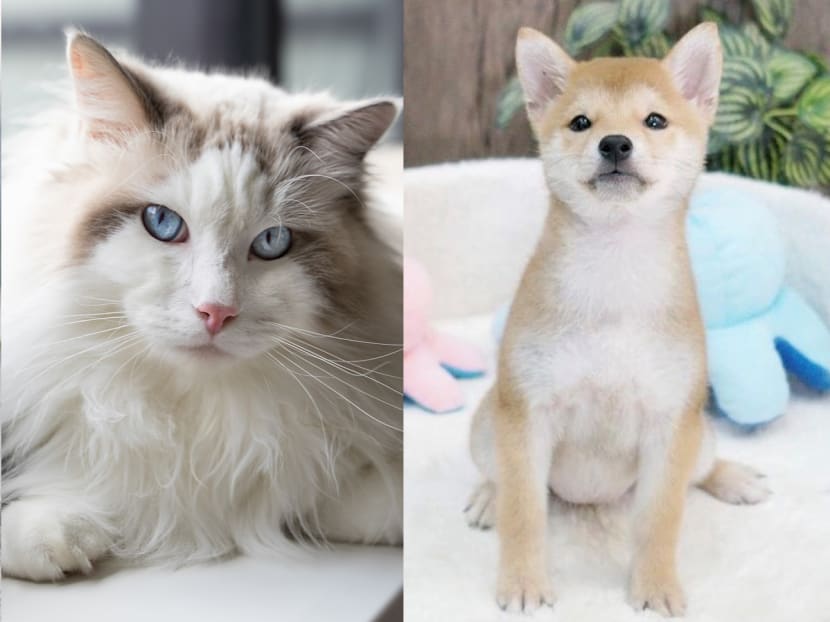 S$14,000 for a dog, S$12,000 for a cat: Are pedigree pets in Singapore getting even more expensive? S$14,000 for a dog, S$12,000 for a cat: Are pedigree pets in Singapore getting even more expensive?