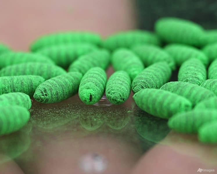 UN agencies launch US$1 million project to contain screwworm outbreak
