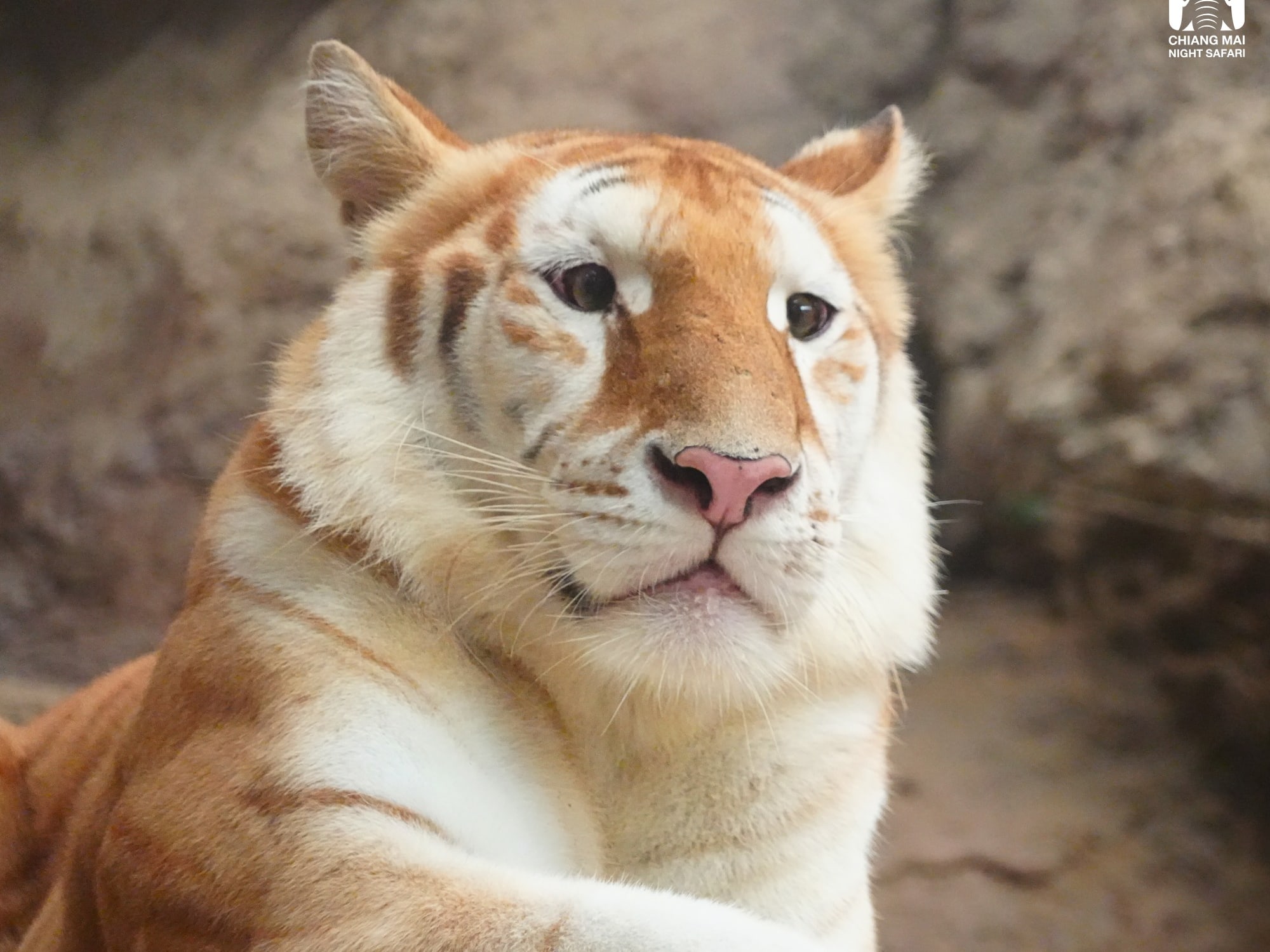 夜虎狐 泰国清迈夜间野生动物园迎来稀有金虎成游客新宠- 8world