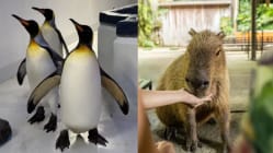 Related article image